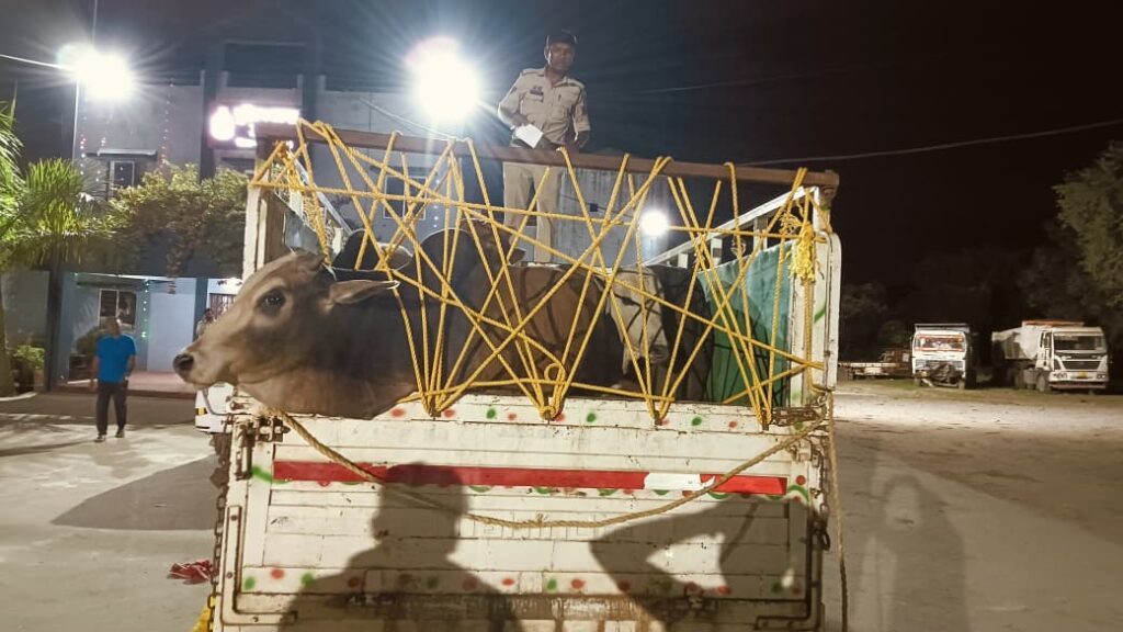 उरगा पुलिस ने किया गौ- तस्करों का पर्दाफाश, 7 मवेशियों को पिकअप में कटिंग के लिए ले जाते 4 आरोपी गिरफ़्तार, कुछ हो गए फरार !