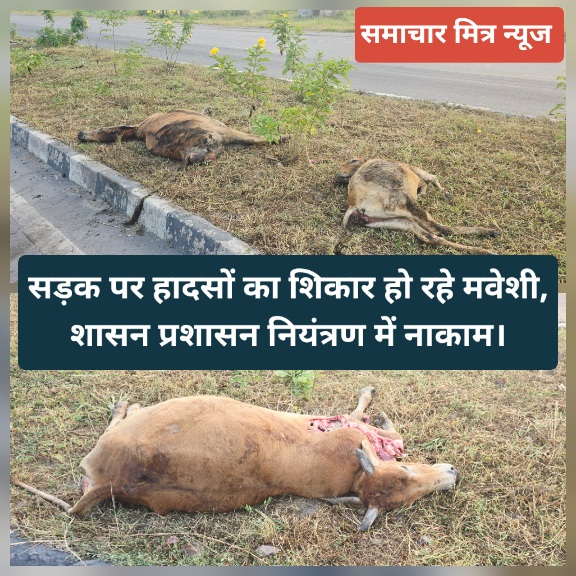 KORBA : भाजपा के शासन में गौ माताओं का हाल बेहाल, न गौठान में जगह न घरों में, कोरबा-चांपा मार्ग में अज्ञात वाहन के रौंदने से 3 गायों की मौत !